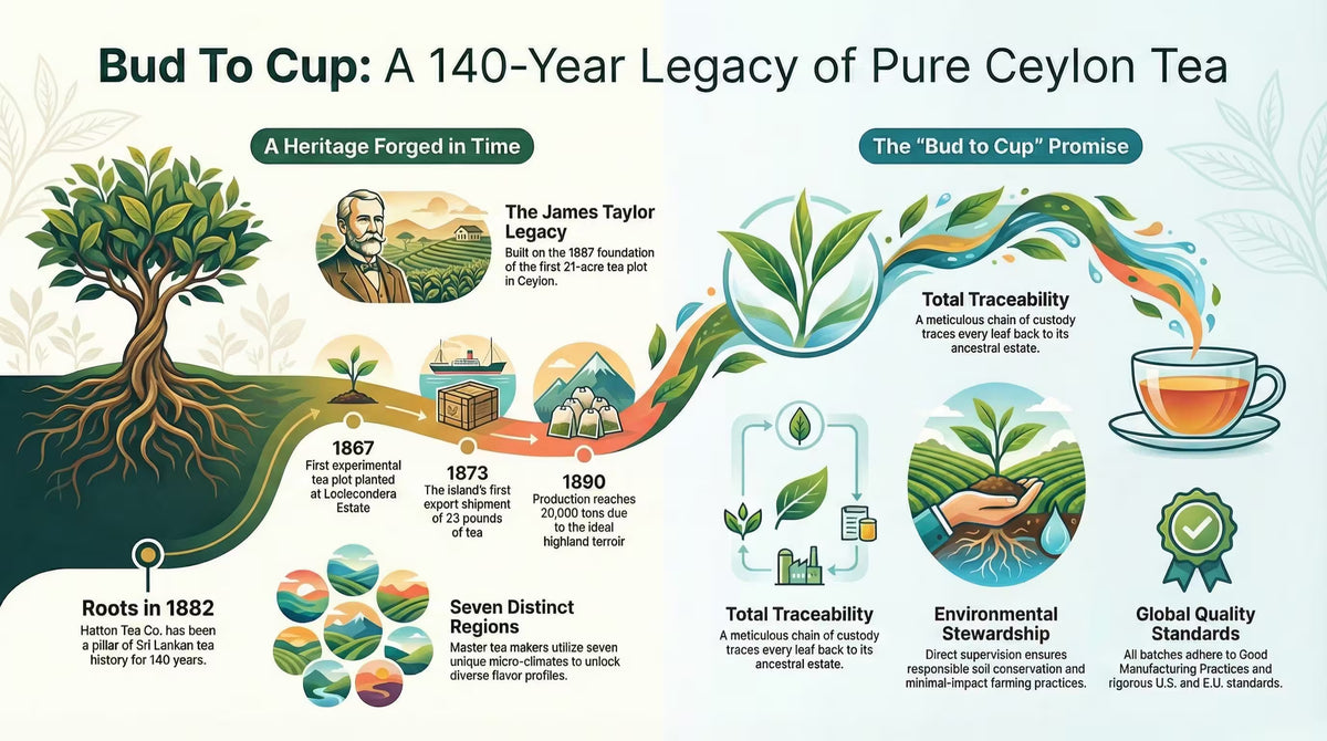 Illustration of Ceylon Tea - Bud To Cup History