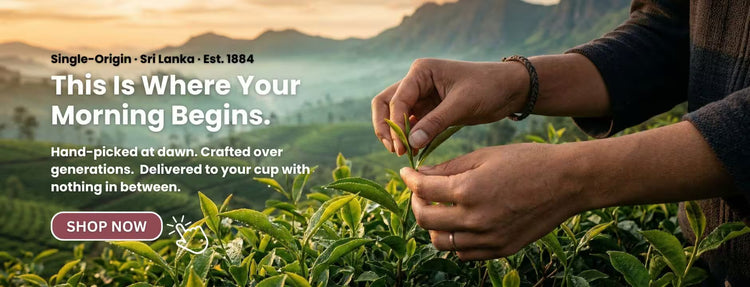 Person picking tea leaves with scenic background and promotional text overlay