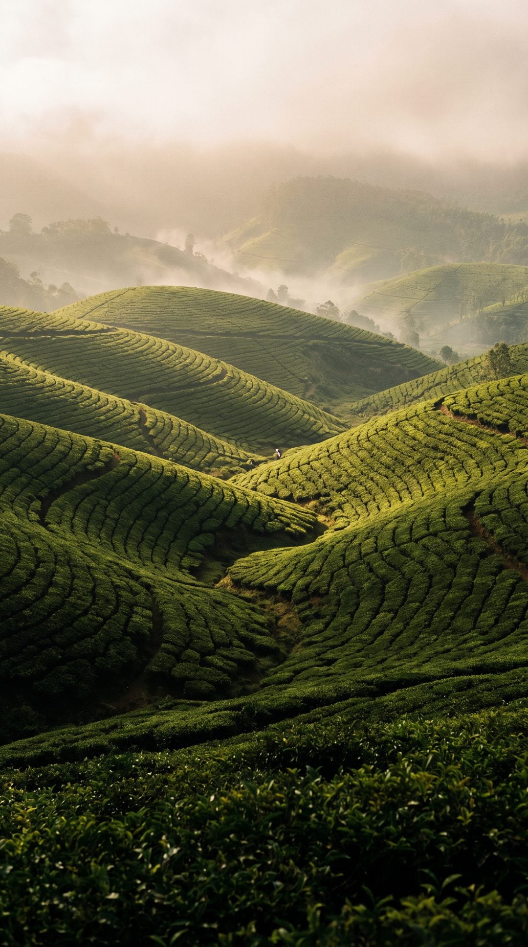 Sri Lankan highland tea estate with planted rows in morning mist